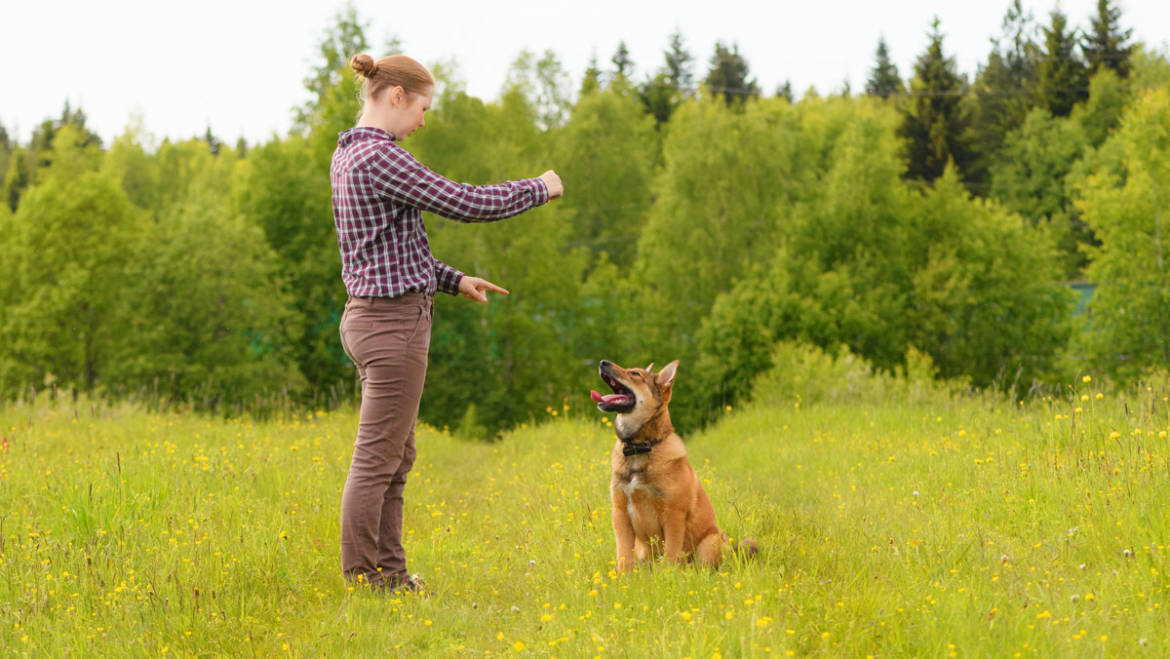 Handling an Aggressive or Dominant Dog
