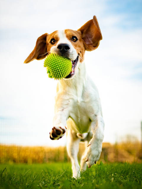 dog2-about dog trainers northwest indiana